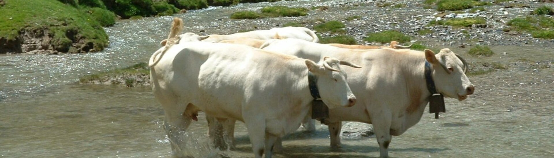 Le pastoralisme sur la commune de Arrens-Marsous