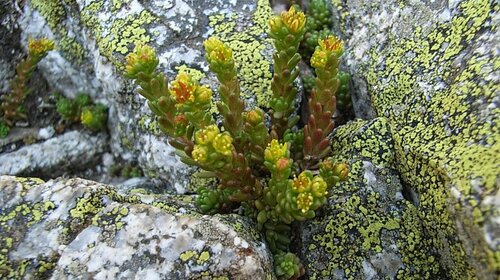 Le site Natura 2000 « Gabizos Vallée d’Arrens »