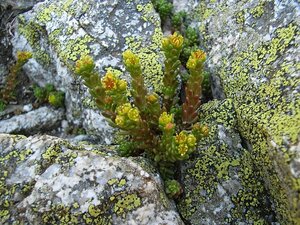 Le site Natura 2000 « Gabizos Vallée d’Arrens »