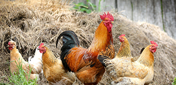 Ferme des Bordères Lerme Thibault