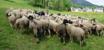 Ferme Gainza - GAEC du Val d'Azun